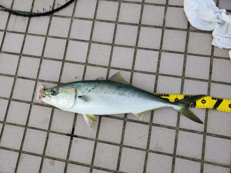 メジロのボイル発生してました❗…