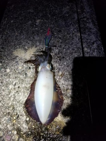 エギング　高知　福島港