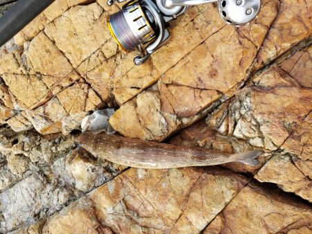 安定の( ノД`)…