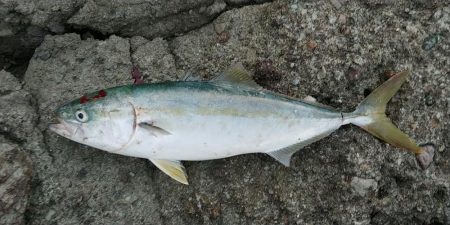 地磯に友人たちと…