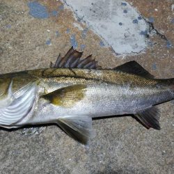 激シブの中執念の1尾