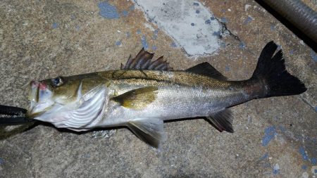 激シブの中執念の1尾