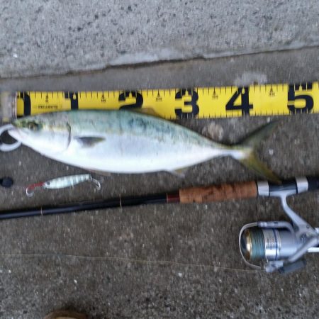 プチsalt water game