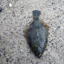 ちょい投げ釣り