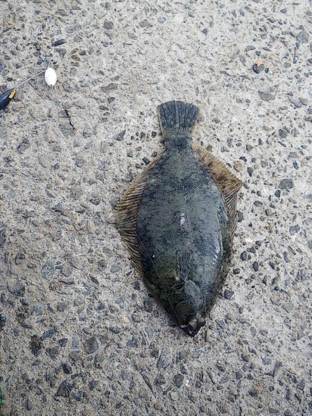 ちょい投げ釣り