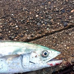 ベイトが少ない