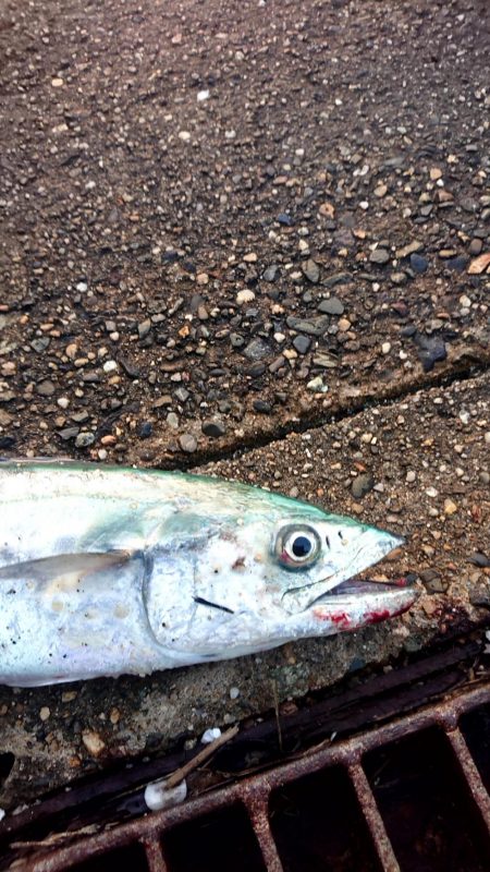 ベイトが少ない