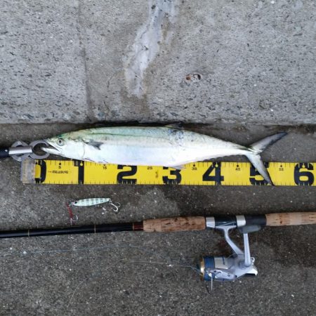 朝一のプチsalt water game