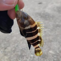 今日はアジ釣れない