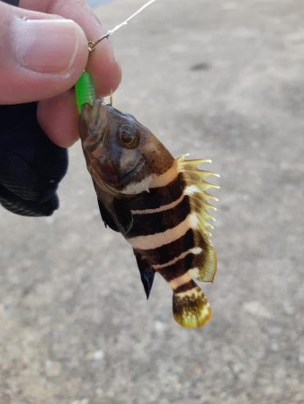 今日はアジ釣れない