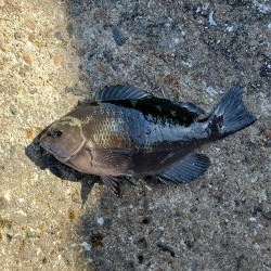 明石一文字で10目