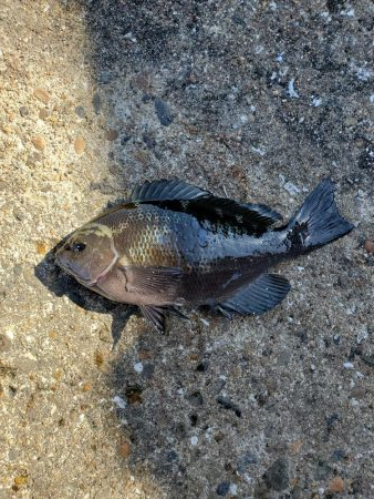 明石一文字で10目