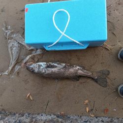 海ルアー初心者です