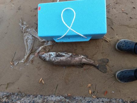 海ルアー初心者です