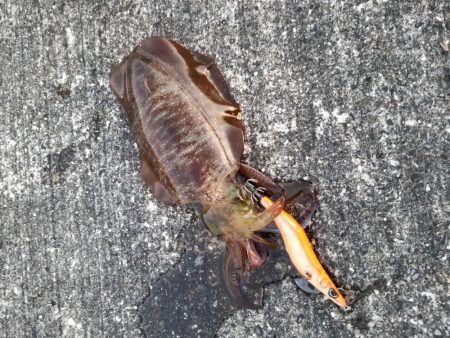 エギング　高知　宇佐一文字堤防