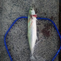 サゴシラッシュ!!