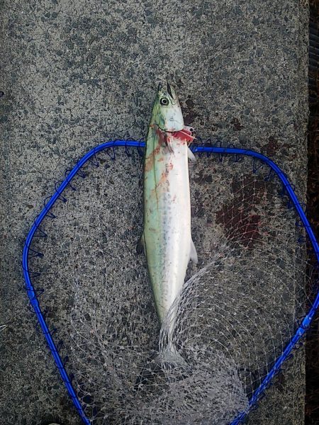 サゴシラッシュ!!