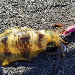 今日もチビアオリと戯れる