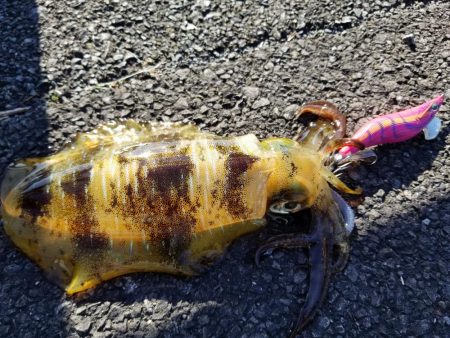 今日もチビアオリと戯れる