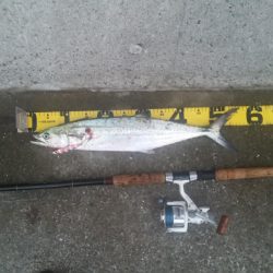 早朝プチsalt water game