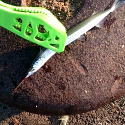 だいぶ大きくなりました