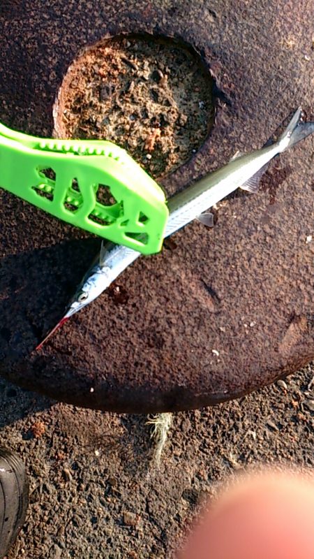 だいぶ大きくなりました