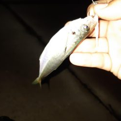 アジはどこですか?