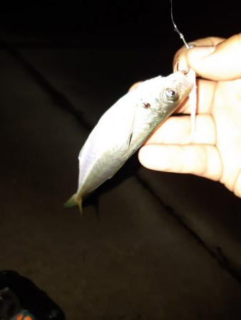 アジはどこですか?