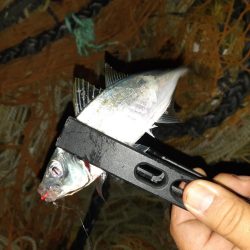 今日もアジング