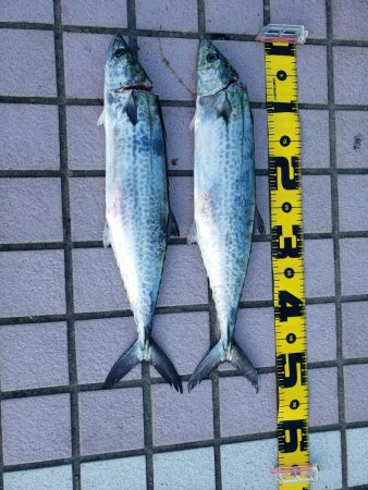 サゴシ連発‼️…