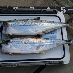 サゴッシング２