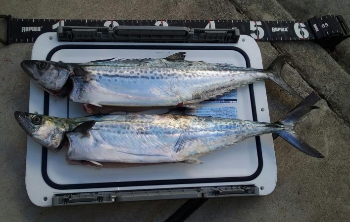 サゴッシング２