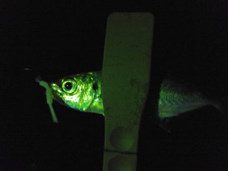 なんとかアジングになりました