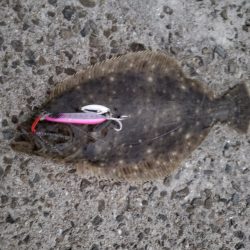 こんなん釣れました