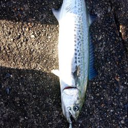 今日は釣れないかと思った