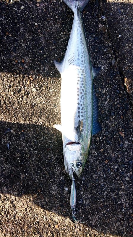 今日は釣れないかと思った