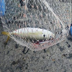 なんとか釣れました