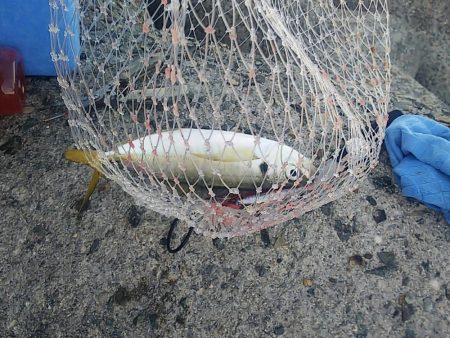 なんとか釣れました