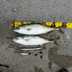 早朝プチsalt water game!