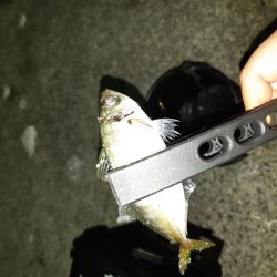 やっと入れました!