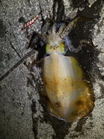 ギリキロアップ(^^)