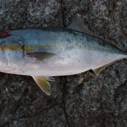 久しぶりのハマチ！！予期せぬ大物！！