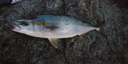 久しぶりのハマチ！！予期せぬ大物！！