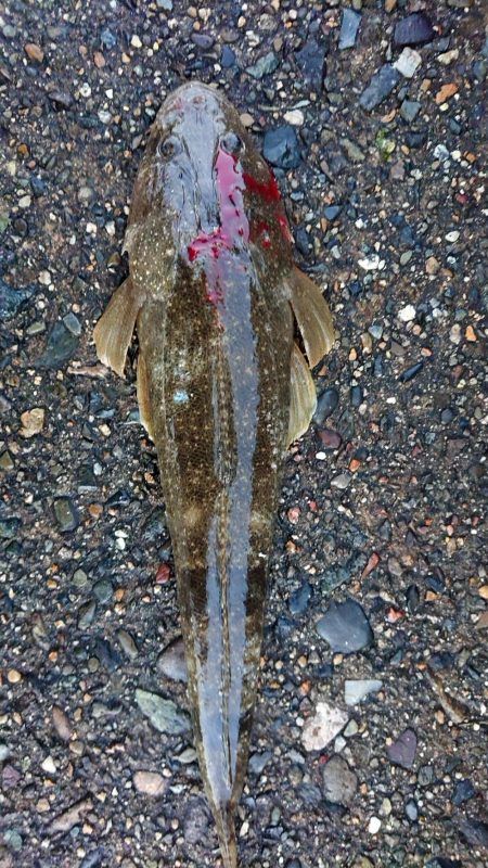 この季節に初めて釣れた