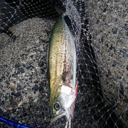 じあいでサゴシ連発!!