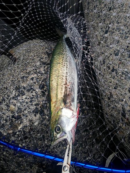 じあいでサゴシ連発!!