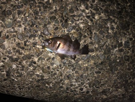 今シーズン初メバリング