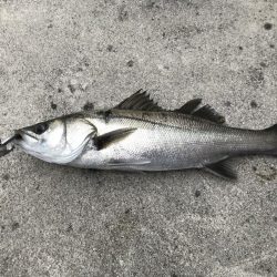 デイゲーム激渋?変