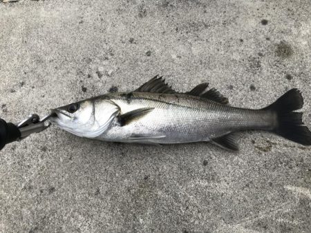 デイゲーム激渋？変