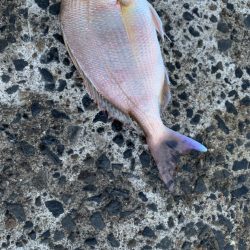 連休のアジング